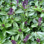Mexican Basil / Cinnamon Basil 'Cinnamon' (Ocimum basilicum)