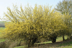 Cherry dogwood <br>50-70 cm (Cornus mas)