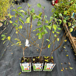Plum 'Victoria' Tree 80-100 cm (Prunus domestica)