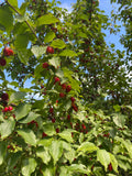 Cherry dogwood <br>50-70 cm (Cornus mas)