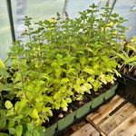 Grapefrugt mynte 'Grapefruit' 40-50 cm (Mentha piperita)