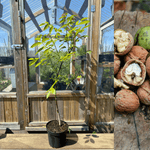 Ekte valnøtttre i ulike størrelser: Ekstra robuste eksemplarer 30-160 cm (Juglans regia)