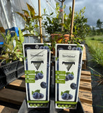 Amerikanskt Blåbär 'Northland': Självfertil Sort 40-50 cm (Vaccinium corymbosum)