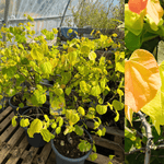 Amerikanskt Judasträd 'The Rising Sun®' 80-90 cm (Cercis canadensis)