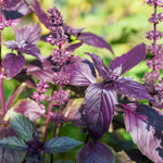 Ararat Basil 'Ararat' (Ocimum basilicum)