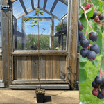 Saskatoon / Serviceberry 'Northline' 50-60 cm (Amelanchier alnifolia)