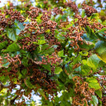 Japanese Raisin Tree (Hovenia dulcis)