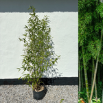Bambus spiselig og hardfør: Bambus røkelse 150-200 cm (Phyllostachys atrovaginata)