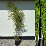 Bambu Ätbar & Härdig: Svartbambu 30-300 cm (Phyllostachys nigra)