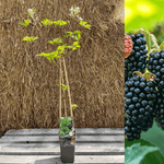 Blackberry Thornless 'Thornless Evergreen' 60-70 cm (Rubus laciniatus)