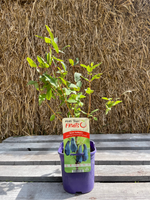 Blåbärstry 'Docz' Velikana' 40-60 cm (Lonicera caerulea var. kamtschatica)