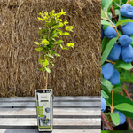 Blåbær / honningbær 'Borealis' 40-60 cm (Lonicera caerulea var. kamtschatica)