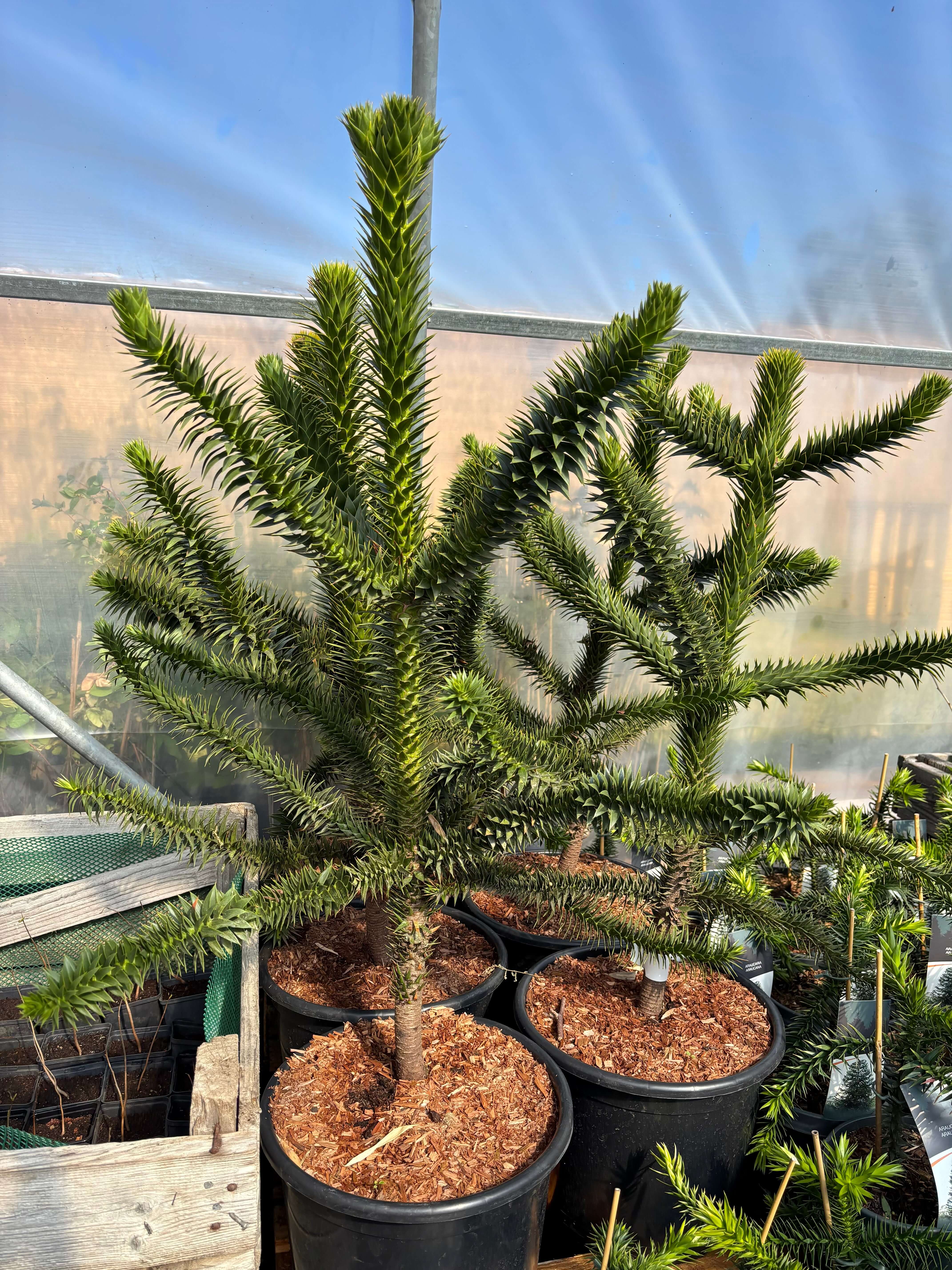 Br dgran Aptr d I Olika Storlekar 25 80 Cm Araucaria Araucana br-dgran-aptr-d-i-olika-storlekar-25-80-cm-araucaria-araucana