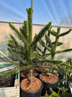 Brødgran / Apetre i ulike størrelser 25-80 cm (Araucaria araucana)