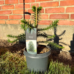 Brödgran / Apträd i olika storlekar 25-80 cm (Araucaria araucana)
