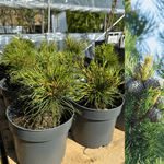 Cembrataller 10-20 cm (Pinus cembra)