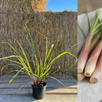 Citrongräs 30-50 cm (Cymbopogon citratus) i kruka med halm i bakgrunden och skivor av citrongräs bredvid.