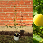Sitrontorn i ulike størrelser 20-100 cm (Citrus trifoliata)