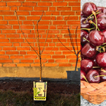 Bigarreau tre 'Lapins' 80-100 cm (Prunus avium)