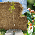 Date-plum in various sizes 100-160 cm (Diospyros lotus)