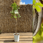 Fembladet Akebia 'Alba' 100-120 cm (Akebia quinata)