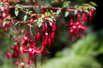 Frilandsfuchsia 'Gracilis': Härdig Art 10-20 cm (Fuchsia magellanica)