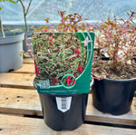 Outdoor fuchsia 'Tricolor': Hardy species 10-20 cm (Fuchsia magellanica)