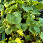 Wasabi Plant (Wasabia japonica)
