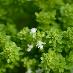 Greek Basil 'Greek' (Ocimum basilicum var. minutum)