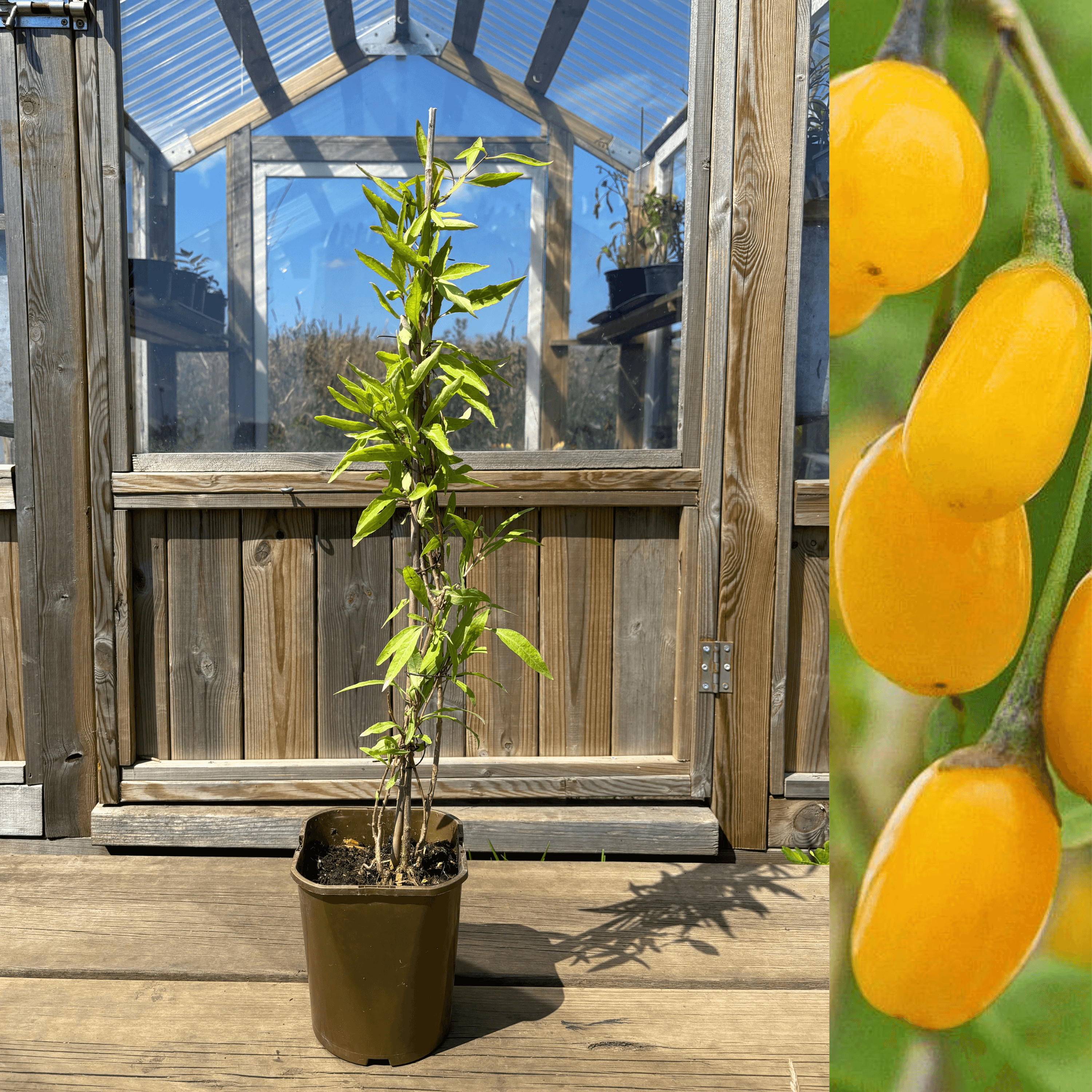 gojibar plant pot Yellow Goji Berry / Boxthorn 'Amber Sweet' 20-30 cm (Lycium barbarum)