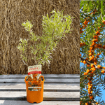 Seabuckthorn 'Friesdorfer Orange' Plant 40-50 cm (Hippophae rhamnoides)