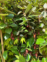 Höstsilverbuske / Olivpil i olika storlekar 40-170 cm (Elaeagnus x ebbingei)