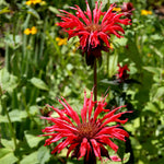 Red tea mint 20-30 cm (Monarda didyma)