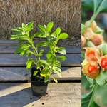 Indisk Ginseng / Ashwagandha Planta 20-40 cm (Withania somnifera) i kruka med frodiga gröna blad.