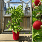 Jordbærhindbær Plante 40-60 cm (Rubus illecebrosus)