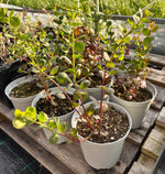 Kaperplante 30-40 cm (Capparis spinosa)