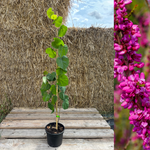 Kinesiskt Judasträd 40-50 cm (Cercis chinensis)