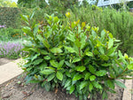 Lagerblad i forskellige størrelser 20-50 cm (Laurus nobilis)