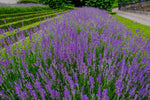 Lavandin 'Grosso' 20-30 cm (Lavandula x intermedia)