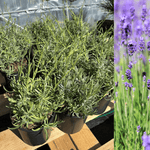 Lavendel 20-30 cm (Smalskjermet lavendel)