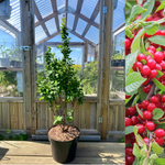 Dunkirsebærtræ 80-100 cm (Prunus tomentosa)