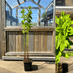 Moroccan Mint 'Moroccan' 20-40 cm (Mentha spicata)