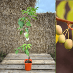 Minikiwi 'Lucy' Lett Selvbestøvende Hunplante 60-80 cm (Actinidia arguta)