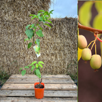 Minikiwi 'Lucy' Lätt Självfertil Honplanta 60-80 cm (Actinidia arguta)