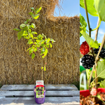 Morbær 'Full Seasons' 70-120 cm (Morus alba)