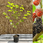 Sort morbærtræ 'Mulle' 60-80 cm (Morus acidosa)