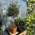 Olivtræ 100-120 cm (Olea europaea)