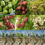 PACKAGE 6 Minikiwi different varieties incl. pollinator 50-60 cm (Actinidia ssp.)