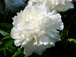 Luktpion 'Shirley Temple' 20-30 cm (Paeonia lactiflora)