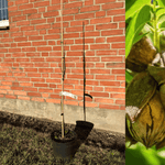 Pekanträd i olika storlekar 30-120 cm (Carya illinoinensis) i kruka bredvid pekannötter.